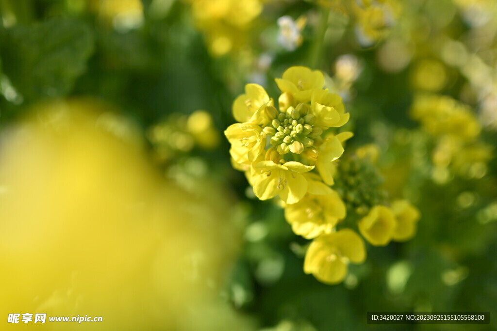 油菜花