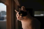 猫咪