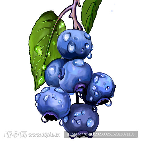 蓝莓插画设计与原创