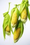 玉米