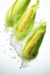 玉米