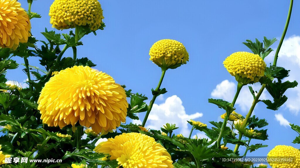 菊花