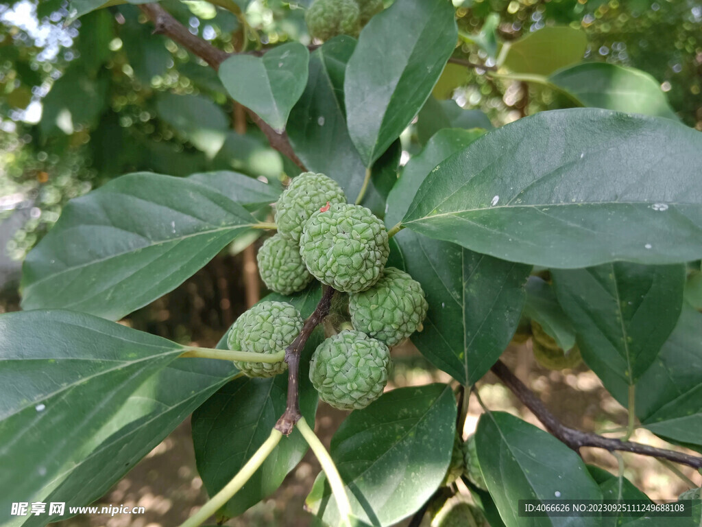 荔枝植物特写