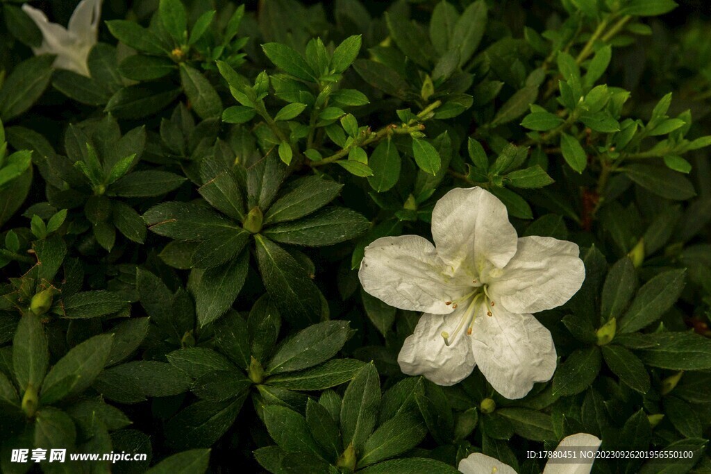 白花杜鹃