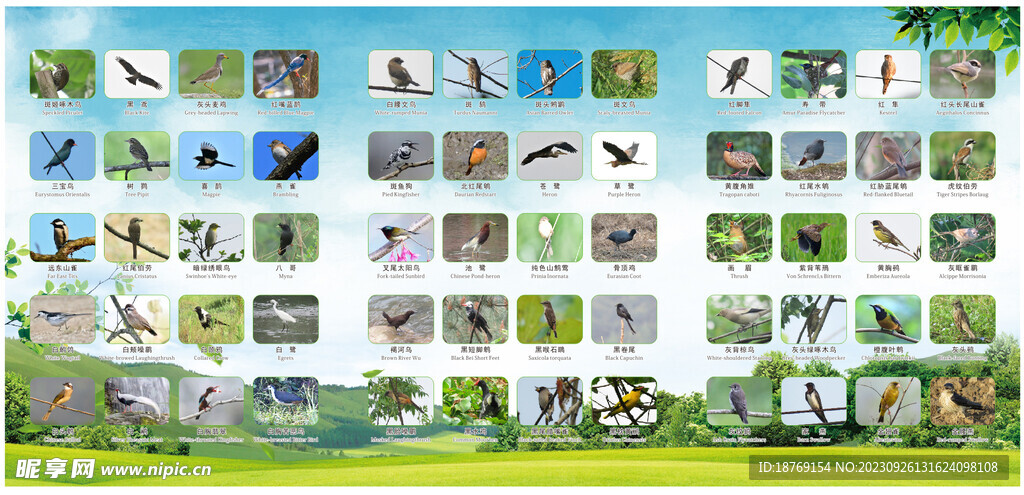 百种鸟类图谱宣传折页
