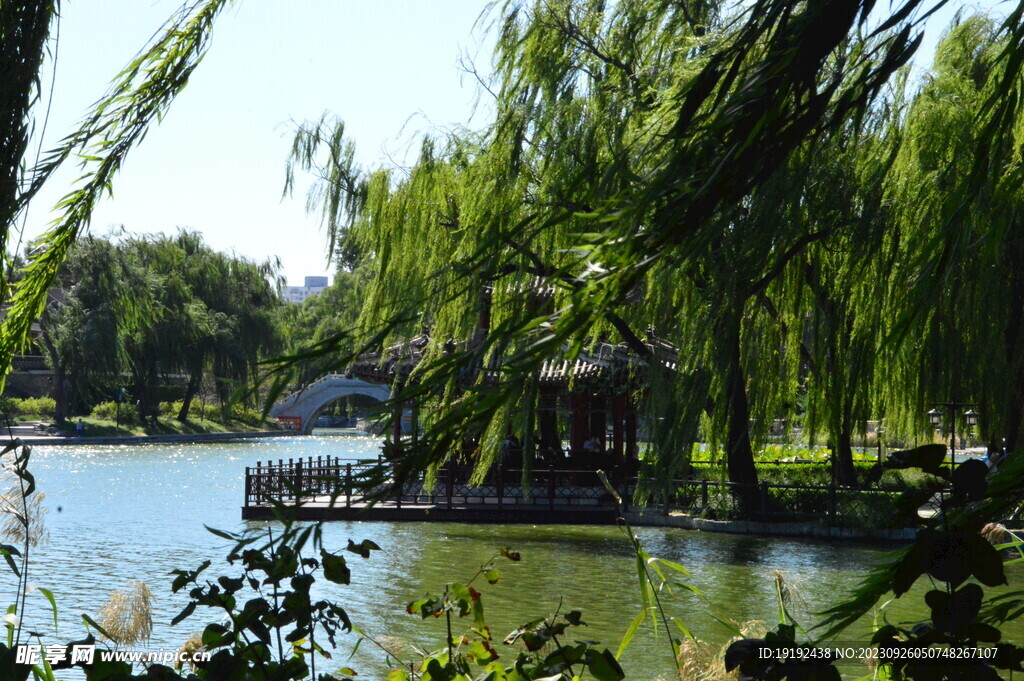 垂柳风景 