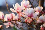 玉兰花 
