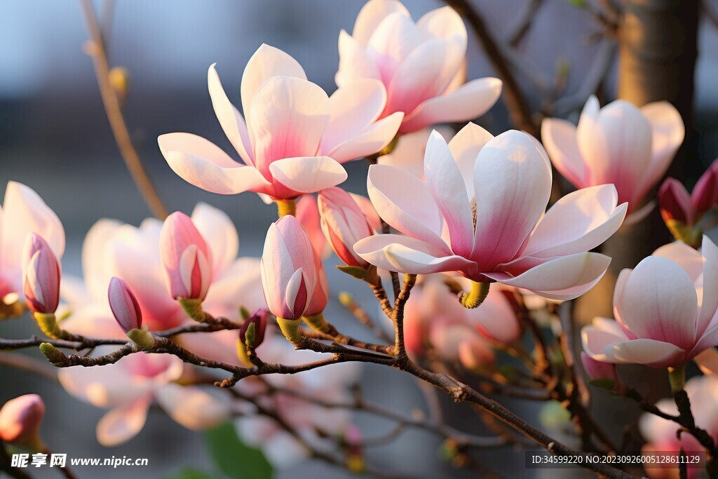 玉兰花 