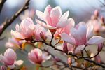 玉兰花 