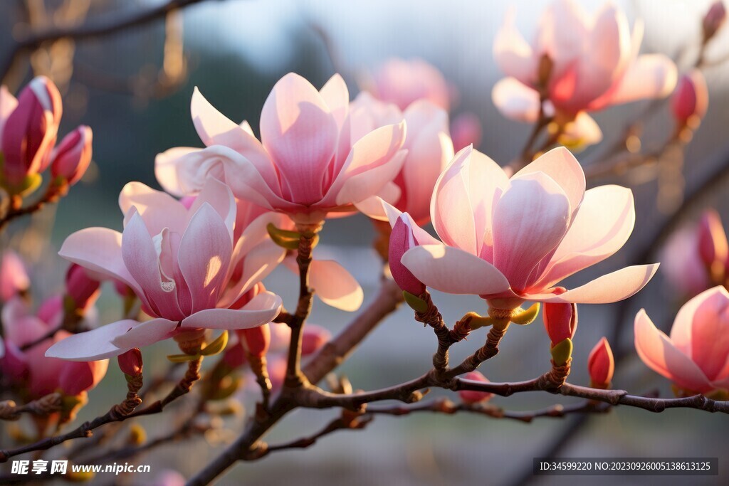 玉兰花 