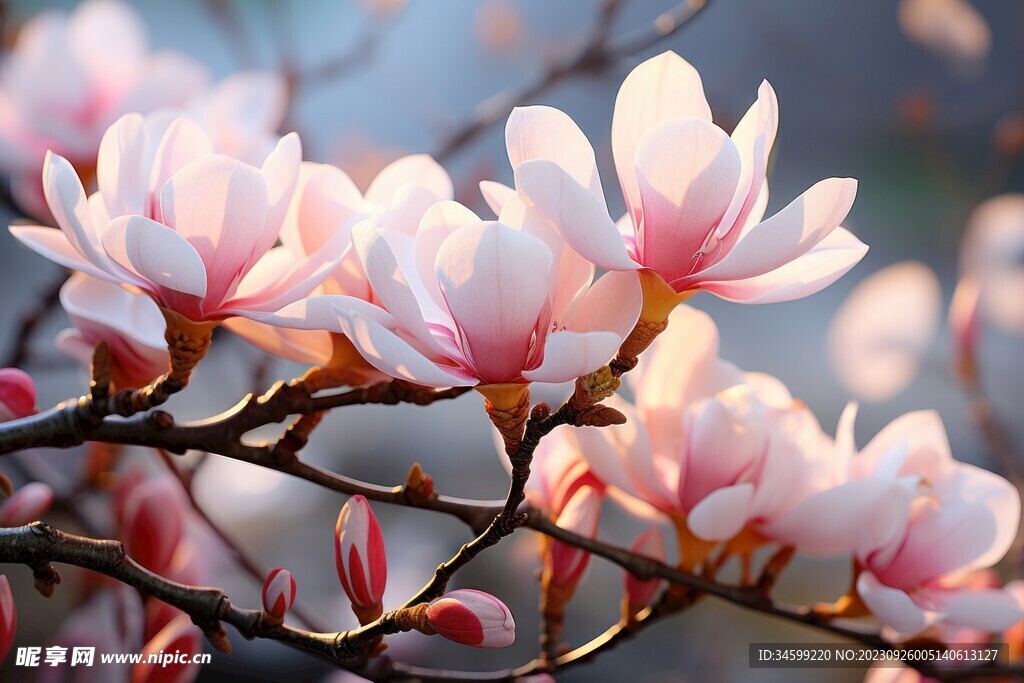 玉兰花 