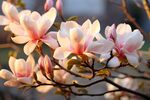 玉兰花 
