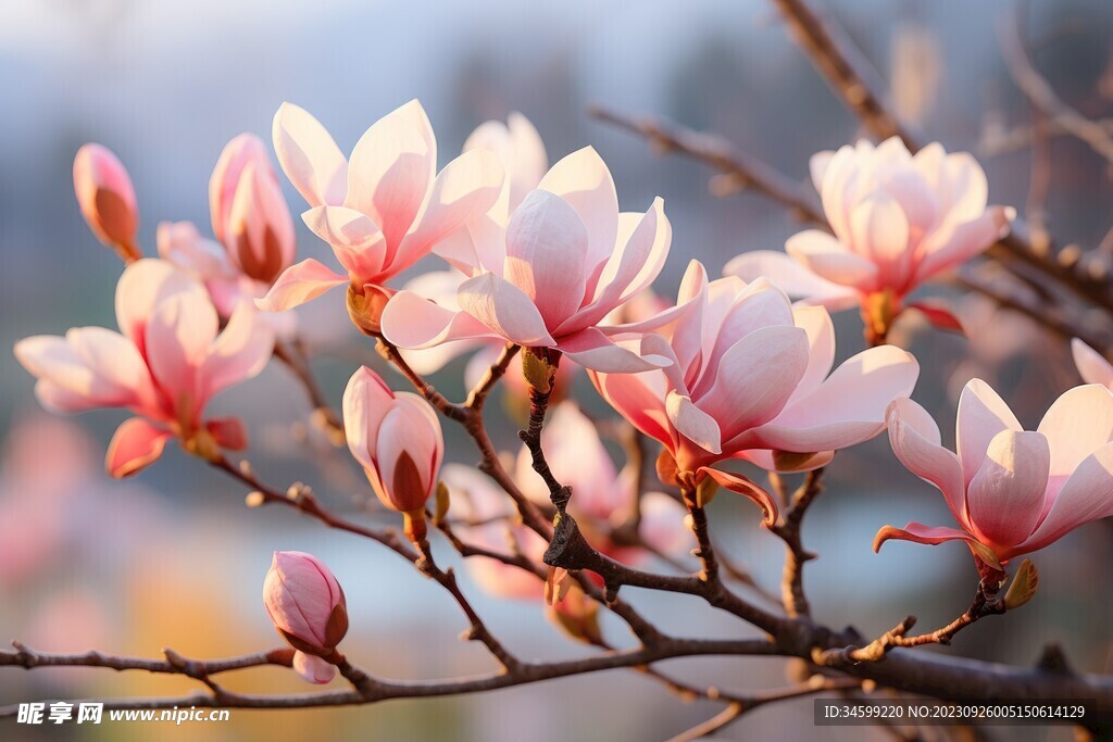 玉兰花 