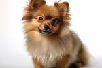 博美犬 