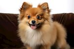 博美犬 