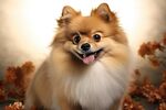 博美犬 