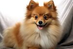 博美犬 