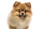 博美犬 