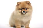 博美犬 