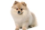 博美犬 