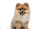 博美犬 