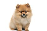 博美犬 