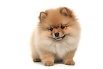 博美犬 