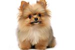 博美犬 