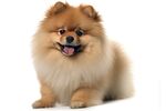 博美犬 