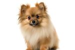 博美犬 