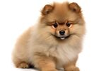 博美犬 