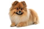 博美犬 