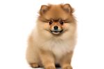 博美犬 