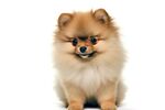 博美犬 