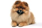 博美犬 