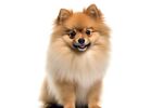 博美犬 