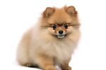 博美犬 