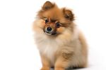 博美犬 