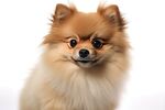 博美犬 