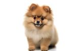 博美犬 