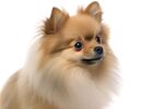 博美犬 