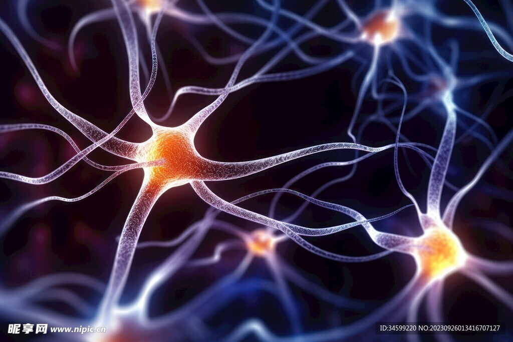 神经元  