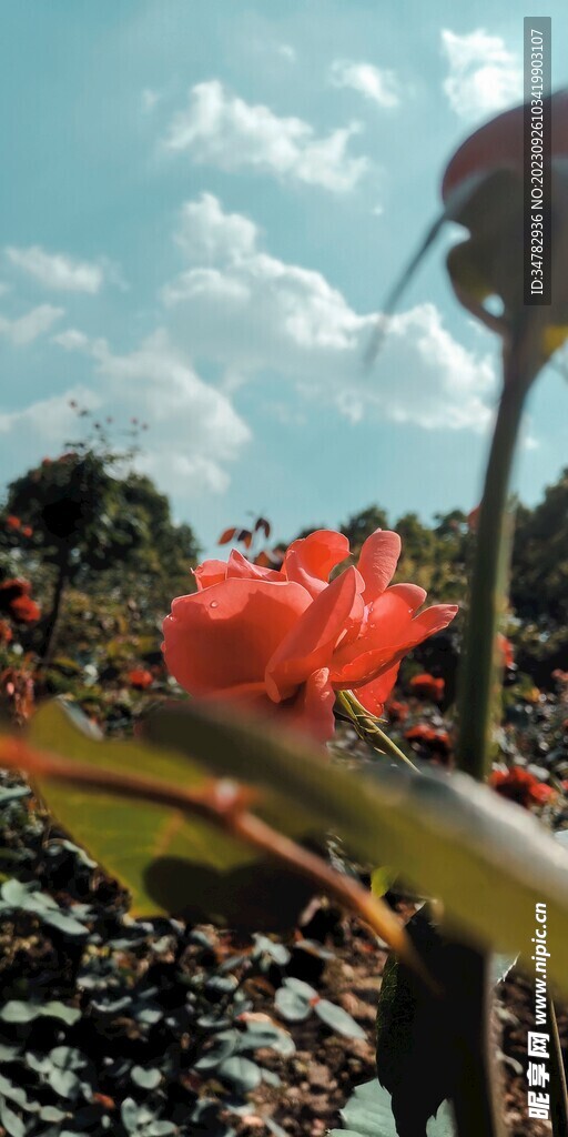 玫瑰天空