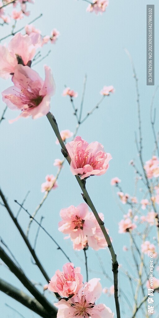 桃花摄影春天