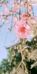 春天樱花