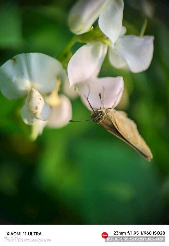 采花的飞蛾