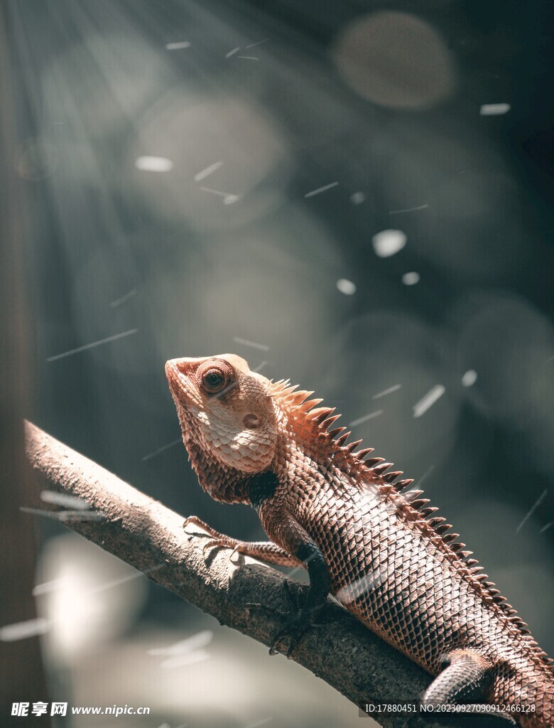 蜥蜴