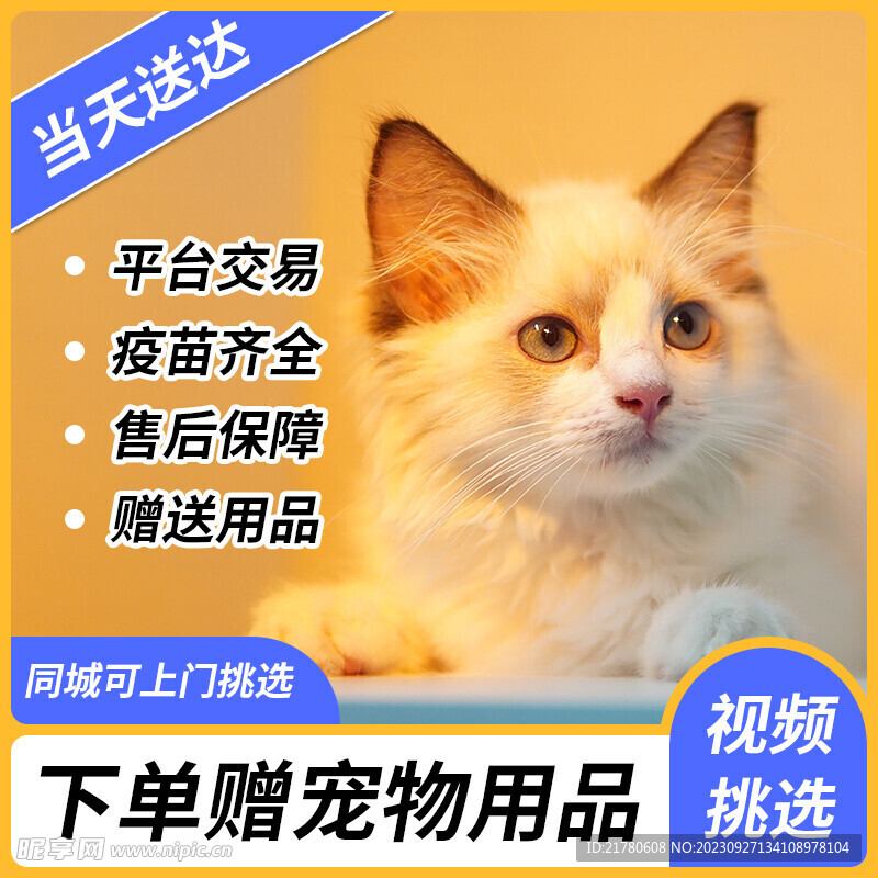 宠物猫出售主图