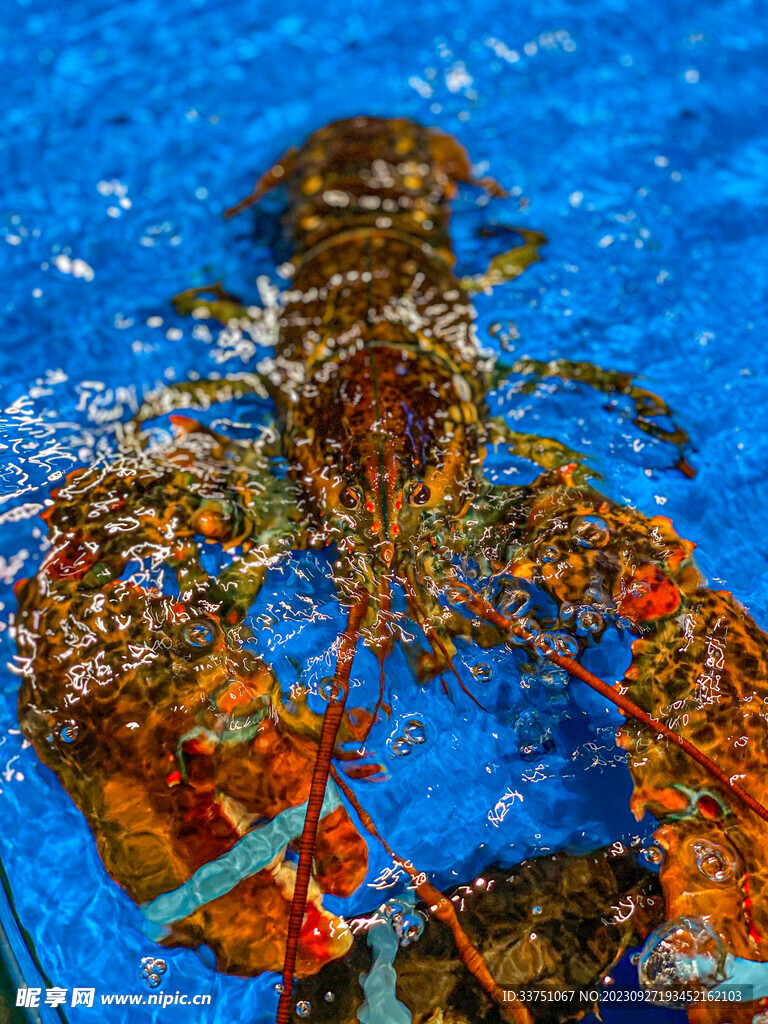 水中龙虾