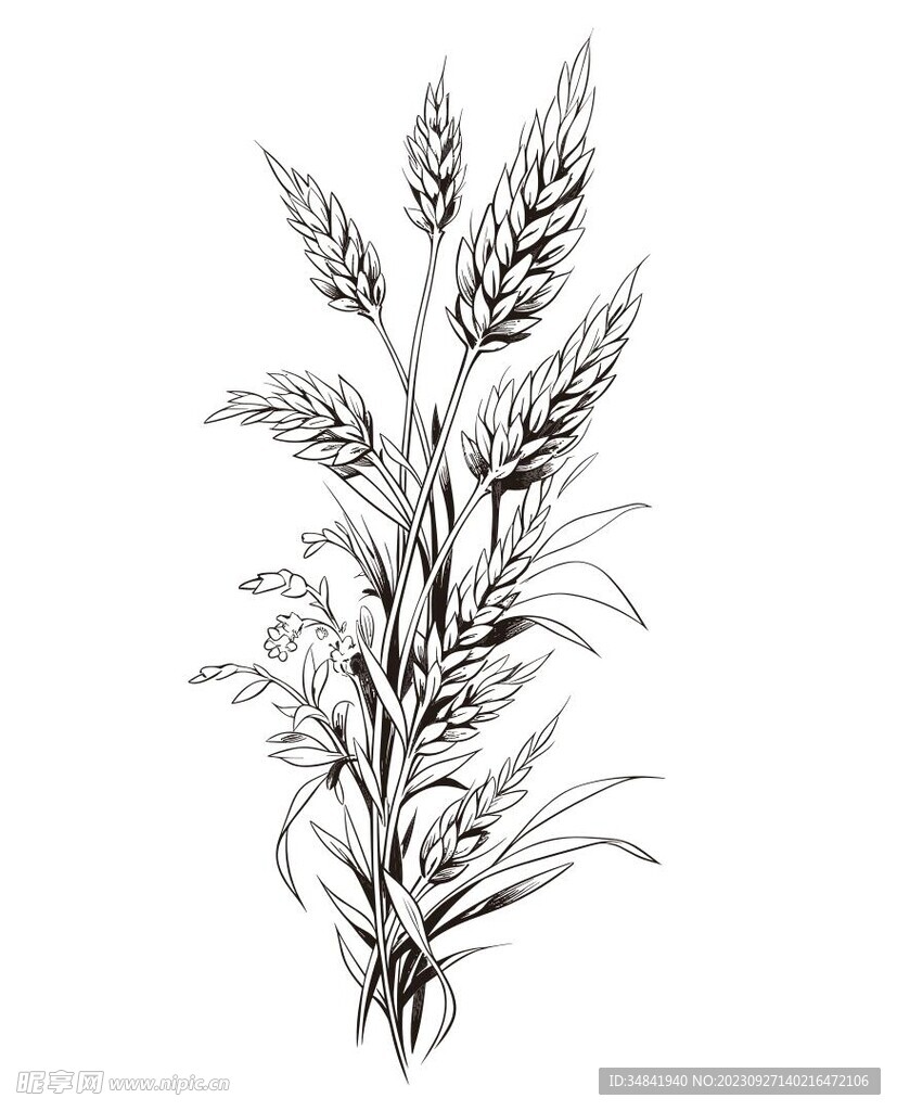 麦穗